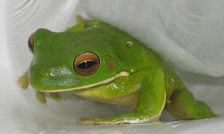 White Lipped Tree Frog